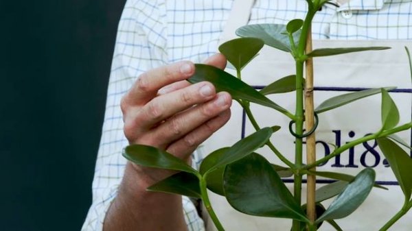 Autograph Tree Plant Care ? Clusia rosea "Princess" @ foli8