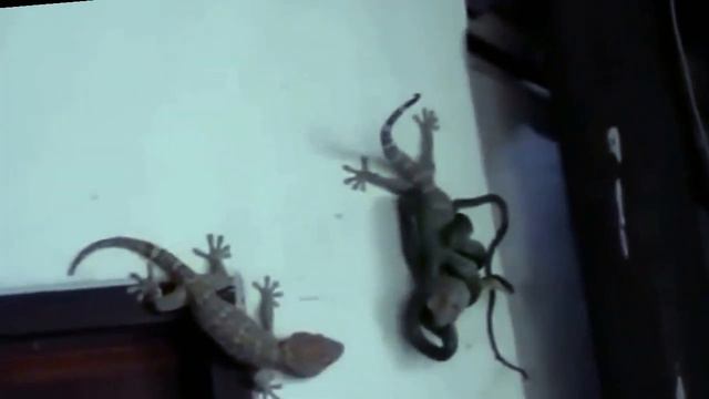 Самые невероятные случаи вторжения диких животных в дома №1 смотреть онлайн