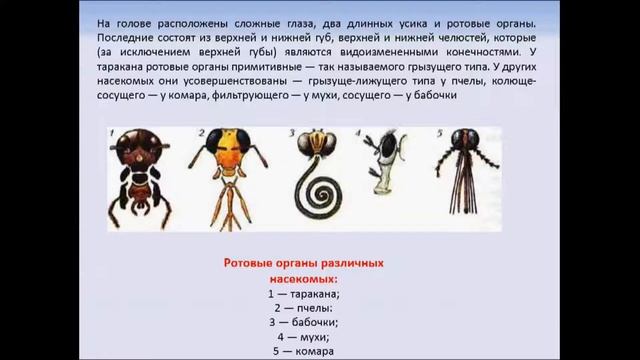 Класс Насекомые. Биология 7 класс смотреть онлайн