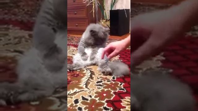 Супер КОТ-ЧЕЛОВЕК смотреть онлайн