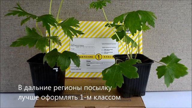 Дельфиниум многолетний. Как купить саженцы дельфиниума почтой смотреть онлайн
