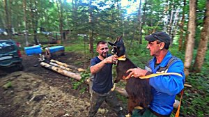 ХОЗЯЙСТВО ПОПОЛНЯЕТСЯ НА ПАСЕКЕ В ТАЙГЕ))