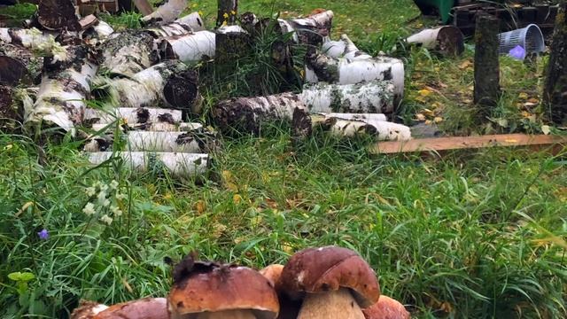 База «Пересвет» в д. Перемут смотреть онлайн