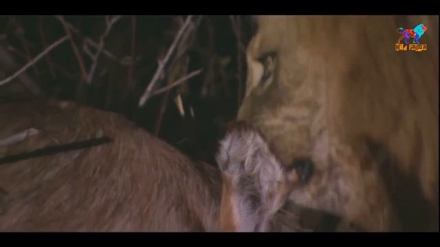 Wild Fauna / Львы Африка / Часть -1