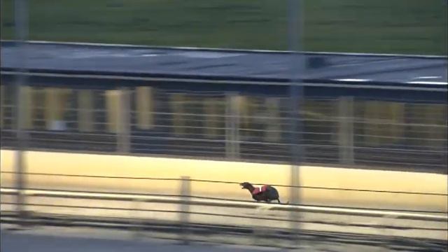 Greyhound 2022- 26.10.2022 Trial 4 смотреть онлайн
