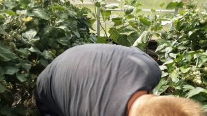 ТРОТУАРНАЯ ПЛИТКА В ТЕПЛИЦЕ.