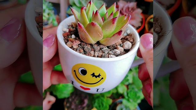 Sen đá Đế Vương | Echeveria ebony agavoid #senđá #succulent #echeveria смотреть онлайн