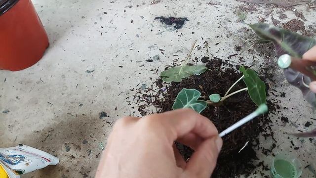 How to propagate Alocasia Polly by cuttings смотреть онлайн