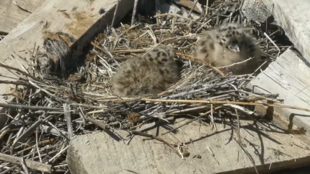 птенцы растут не по дням, а по часам смотреть онлайн