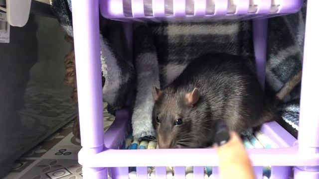 Мифы о крысах ? смотреть онлайн