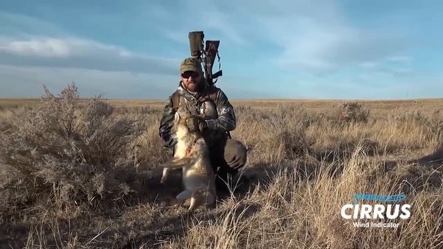 Coyotes in Colorado workin good: Coyote Hunting and Predator Calling at its best tips and how to! смотреть онлайн
