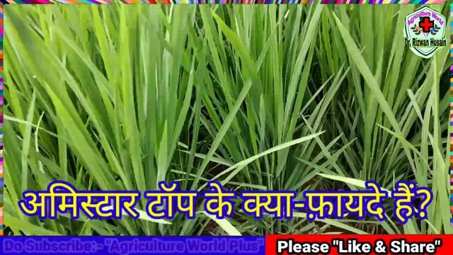 Syngenta Amistar Top | what are the Benefits of Amistar Top| how does it work in plants | More yiel смотреть онлайн