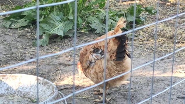 Лекция: Почему некоторые куры лысеют | June 24, 2020 смотреть онлайн