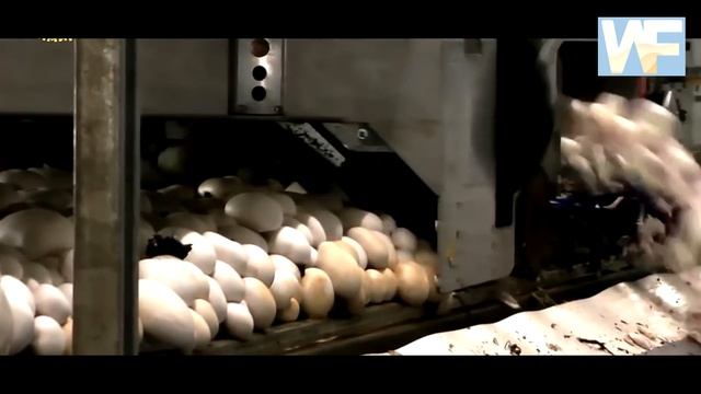 A Short Excursion To A Factory For Growing Champignon In Holland.