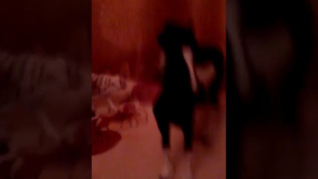 Банальная жизнь КСК дикий мустанг смотреть онлайн