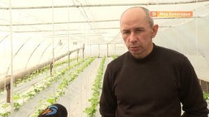 Прививка арбуза на тыкву