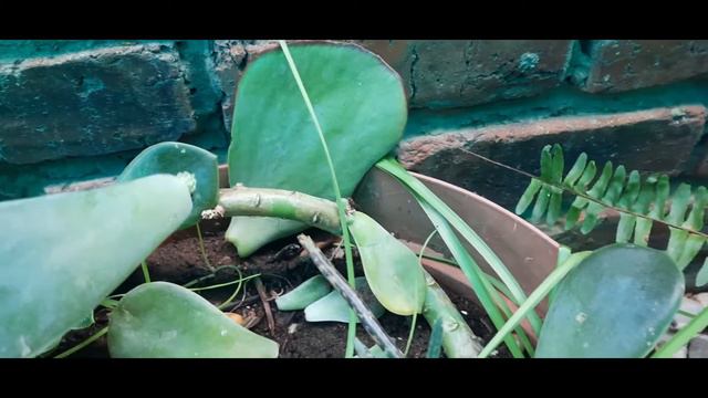 Propagating a Graptopetalum succulent смотреть онлайн