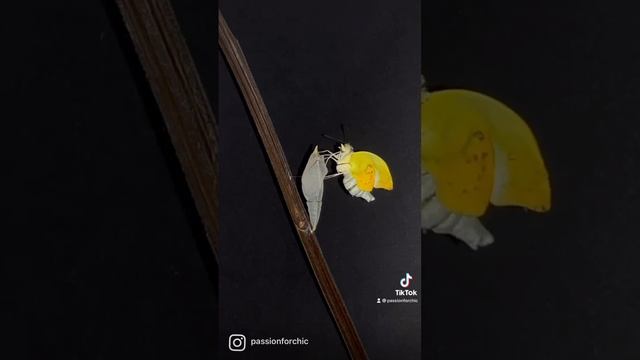 Catopsilia pomona emerging from its chrysalis смотреть онлайн