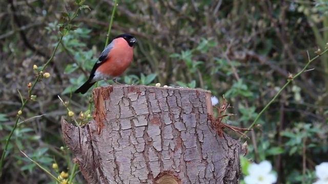 Refreshing music of Bullfinch | Relaxing Music | Birds sound | Morning Music смотреть онлайн