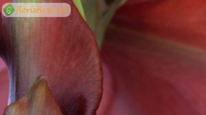 Уход за гиппеаструмом в домашних условиях