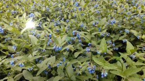 Окопник (Живокост) польза и вред  для организма человека | VolkoFF_video