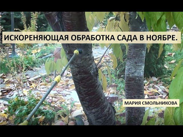 Искореняющая обработка сада в ноябре смотреть онлайн