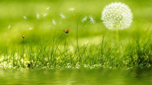 Amonita - Lavender Bloom смотреть онлайн