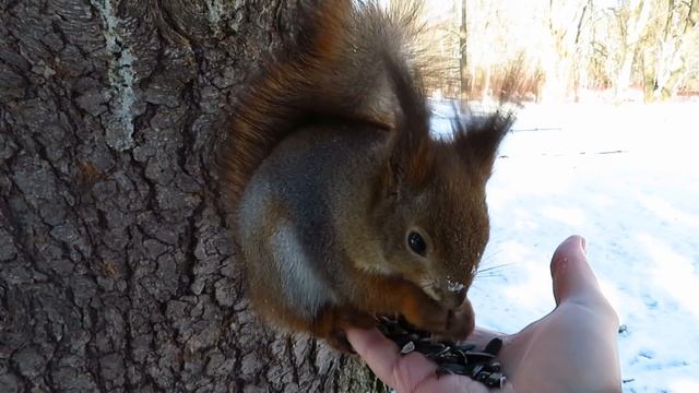Белка обжора лузгает семечки сидя на ладошке, рыжий кот кувыркается в снегу. смотреть онлайн