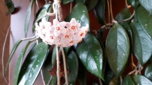 Хойя или восковой плющ. Секрет цветения)))