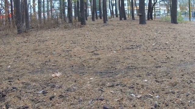 Пушистая серая белка. Кормление белок Парк Танаис Воронеж короткое видео часть 8 смотреть онлайн