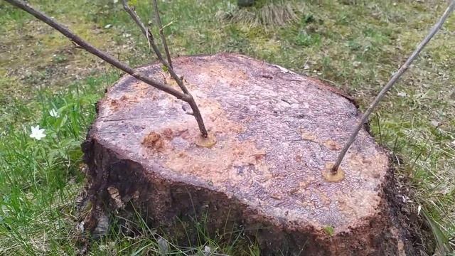 Смородина, прививка на березовый пень. Видео 1 смотреть онлайн