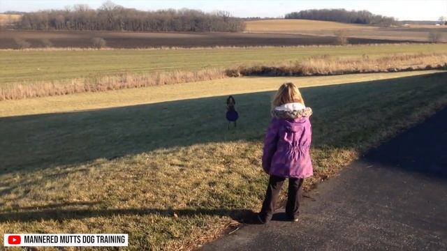 12 Things Only Dutch Shepherd Dog Owners Understand смотреть онлайн