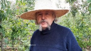 Слива Амерс обзор сорта