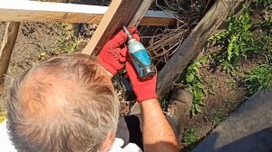 "Лилли"! Самый вкусный и красивый сорт картофеля! Копаем картофель сорт "ЛИЛЛИ" из миниклубеньков.