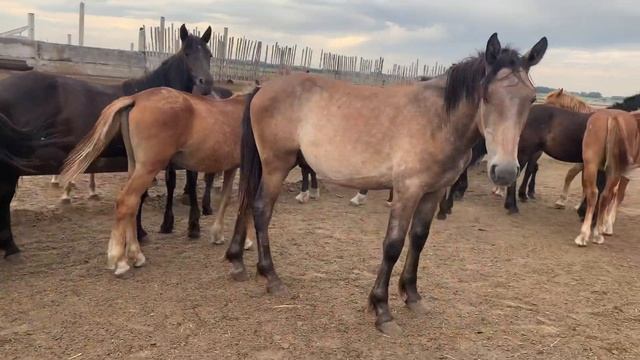 Откорм лошадей. Годовики на откорме, доросте, новоалтайская порода. смотреть онлайн