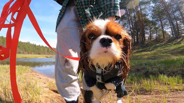 Dog 🐕 Swimming 🏊♂️