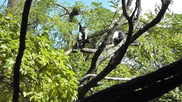 On Location: The Peters's Angola Colobus смотреть онлайн
