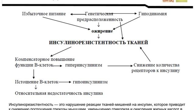 Патологическая физиология углеводного обмена смотреть онлайн