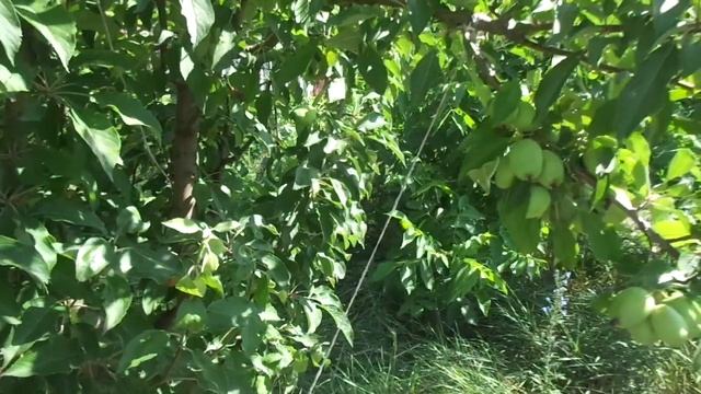 Яблоню не обрезать, а отгибать. смотреть онлайн