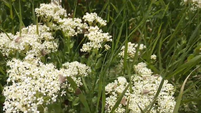 Нашествие лугового мотылька (Loxostege sticticalis) смотреть онлайн