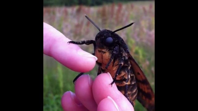 Death's-Head Hawkmoth - Acherontia Atropos