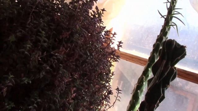 ОБНОВЛЕНИЕ ПОМОЖЕТ ТРАДЕСКАНЦИИ! смотреть онлайн