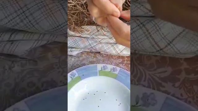 собираем семена ночной фиалки смотреть онлайн