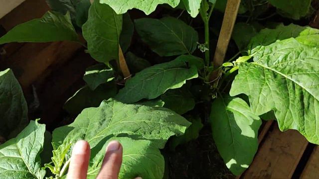 Красный Баклажан.