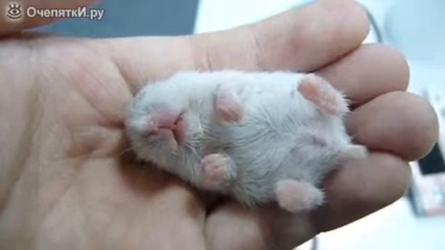 самый маленький хомяк смотреть онлайн