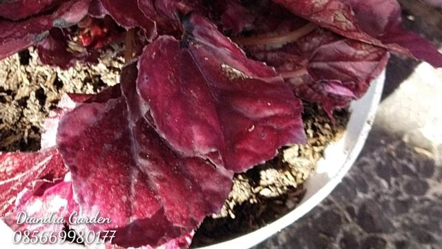 Begonia Red Chili смотреть онлайн