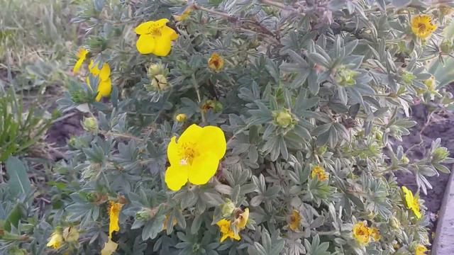 Во дворе церкви г.Самара.Flowers in Samara city. смотреть онлайн