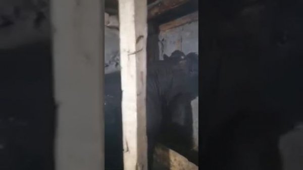 Бык абердина-ангус. Замер. Живой вес.