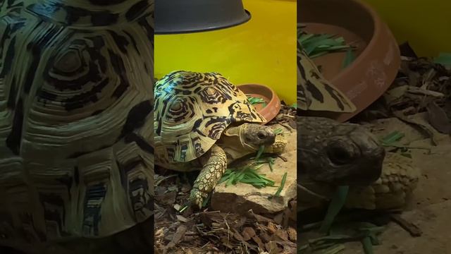 Зоопарк. Санкт-Петербург. смотреть онлайн