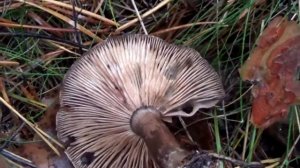 Рядовки коричневые. Рядовки серые. Съедобные грибы. Как распознать. Грибы в лесу.